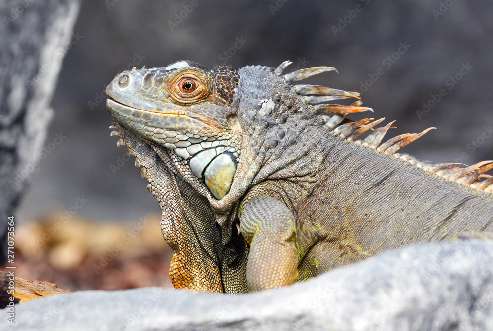 Gray and brown colored beautiful Iguana Leguan lizard Gray and brown colored beautiful Iguana Leguan lizard