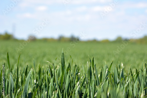 Close up of grainfield with thick grass without ear in early spring with blue sky in background