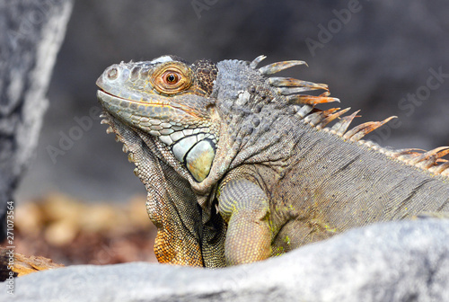 Gray and brown colored beautiful Iguana Leguan lizard  © Firn