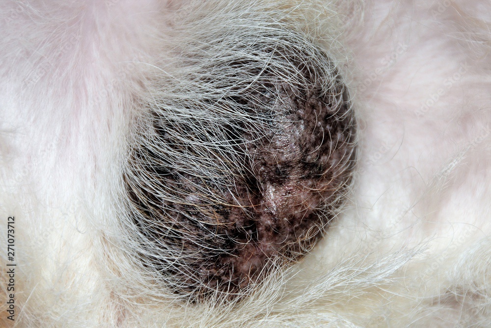 Scrotum of a dog with white hair Stock Photo Adobe Stock