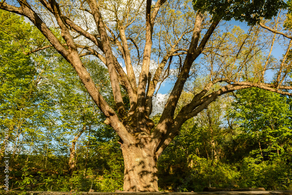 Obraz premium The Dover Oak Tree in Pawling New York