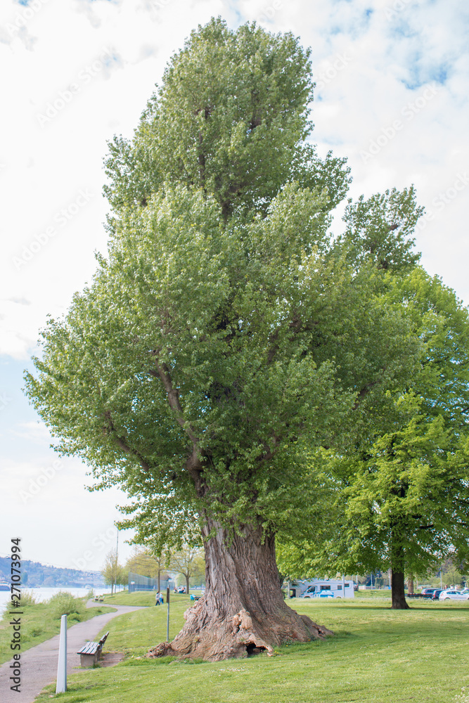 Schwarzpappel, Black Poplar, Populus nigra Schwarzpappel, Black Poplar, Populus nigra