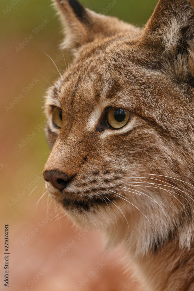 Luchs