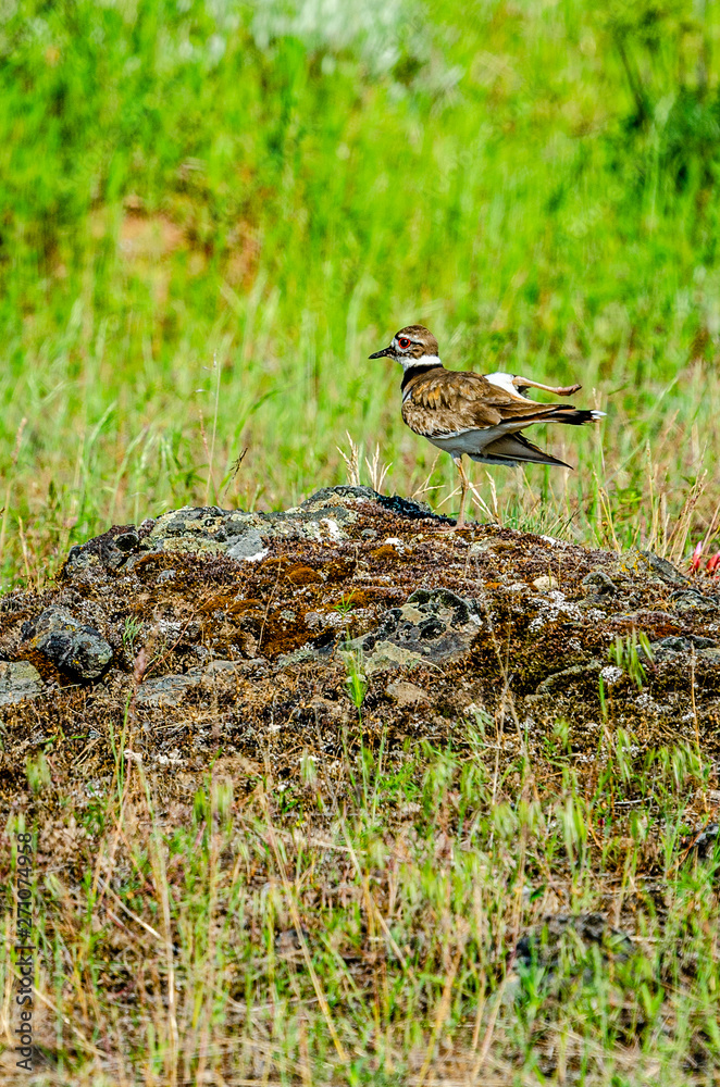 Killdeer At Turnbull National Wildlife Refuge. Killdeer At Turnbull National Wildlife Refuge.