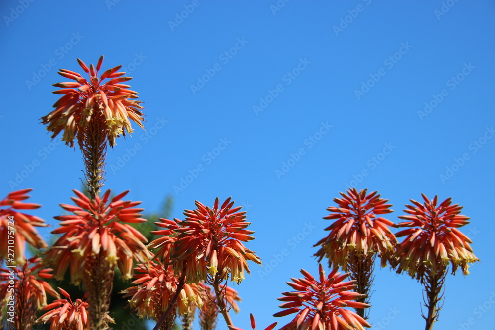 Sweet And Pure. Flowering Buds And Budding Red Pink Aloe vera With Sunny In Corfu Island Greece Sweet And Pure. Flowering Buds And Budding Red Pink Aloe vera With Sunny In Corfu Island Greece
