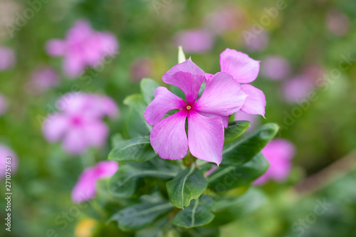 Fresh catharanthus roseus or Madagascar periwinkle flower bloom on blur nature background in the garden. © Pannarai