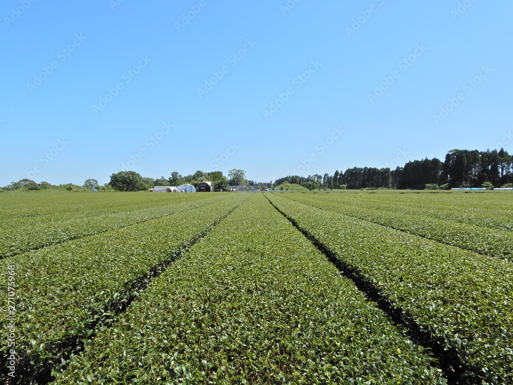 お茶、茶、茶畑、茶摘み、八十八夜、茶葉