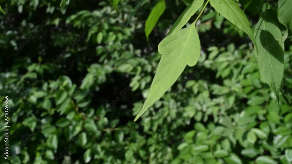 Background of dark green leaves. Texture. Background of dark green leaves. Texture.