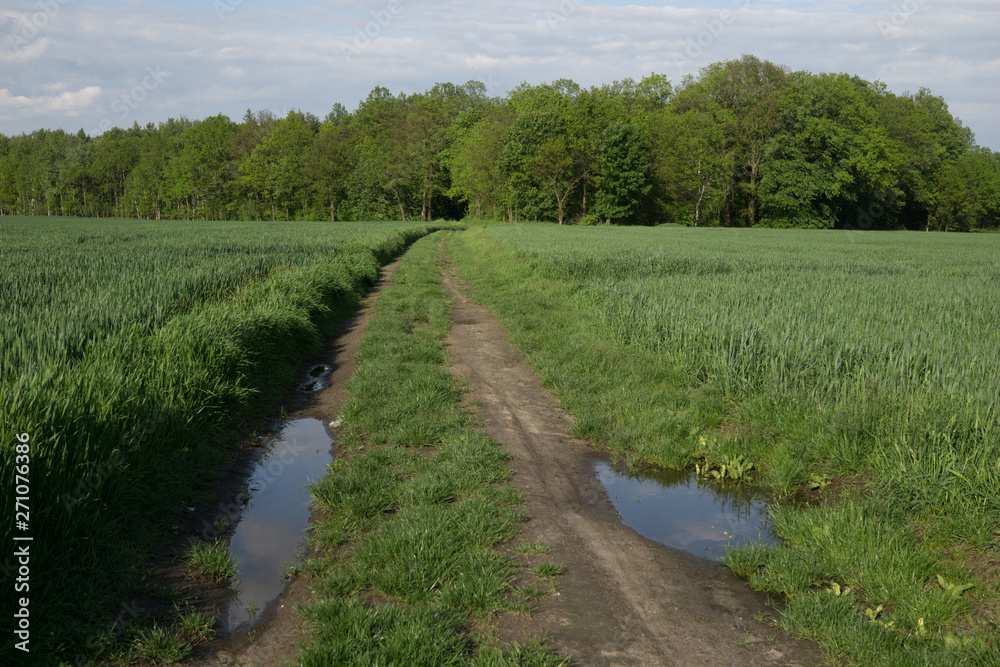 rural landscape after rain in spring