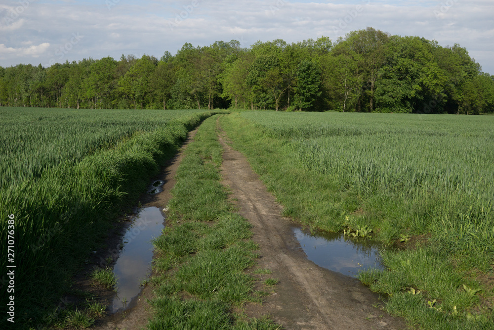 rural landscape after rain in spring rural landscape after rain in spring