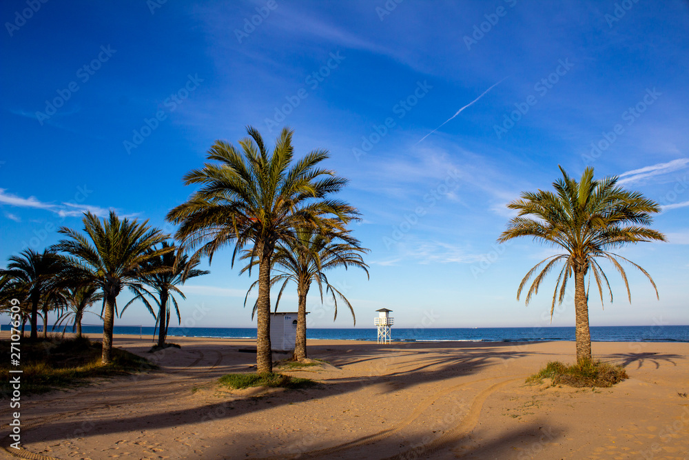 Obraz premium The palms from Spain one place in Spain-Gandia