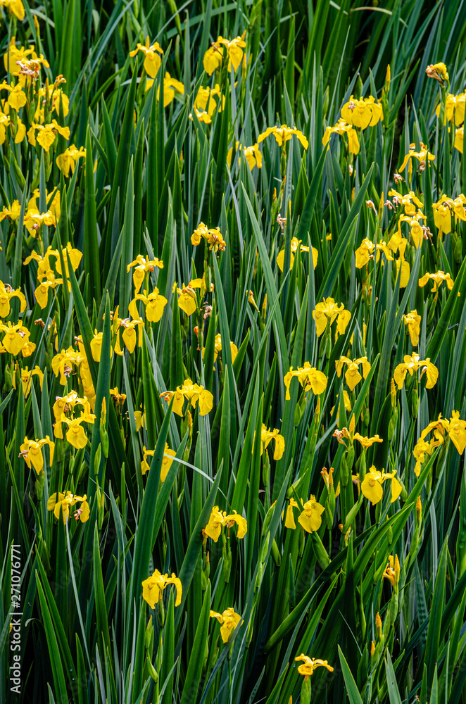 Invasive Yellow Iris In The Little Spokane River Natural Area