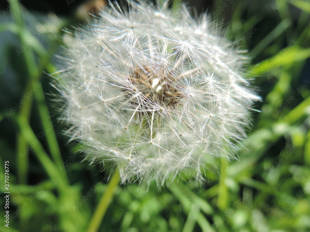 Fototapeta premium dandelion on green background