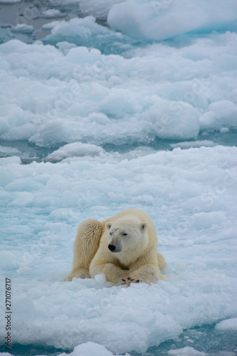 Polar bear on arctic pack ice