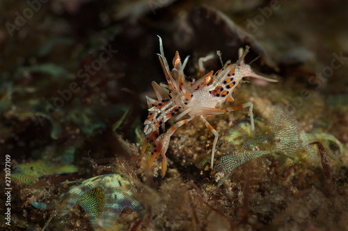 Spiny tiger shrimp  (Phyllognathia ceratophthalma). Picture was taken in Ambon, Indonesia