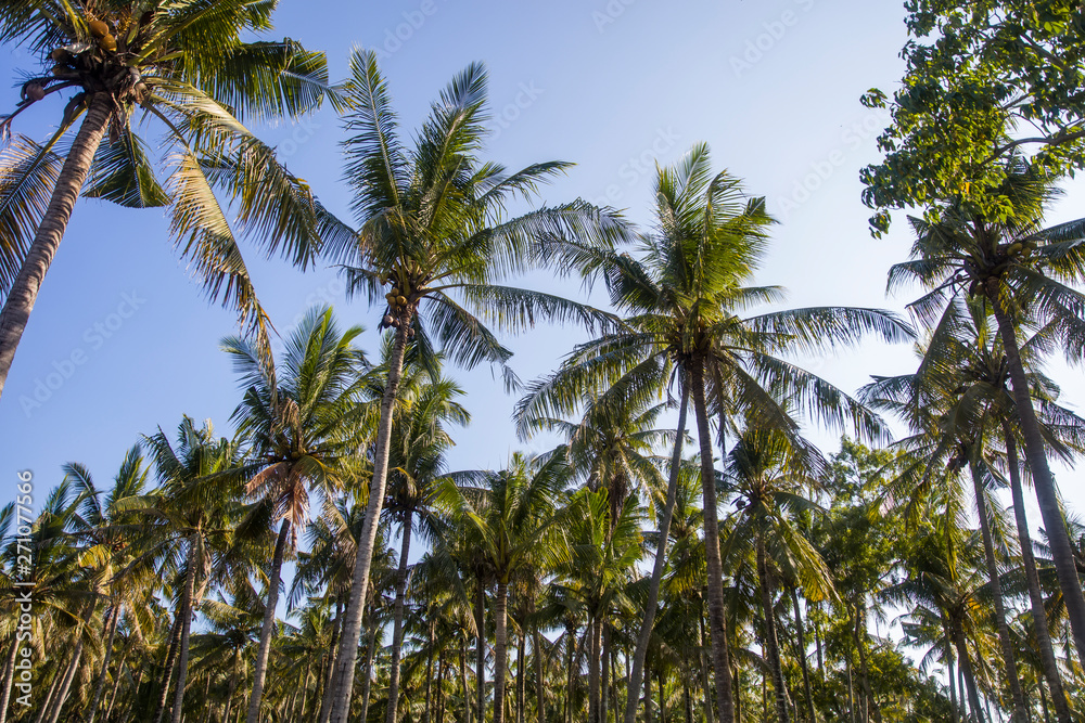 Tropical palm trees at Nusa Penida at Bali island, Indonesia
