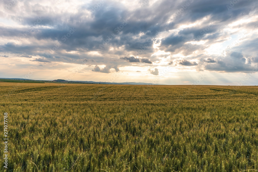 Wheat field. Ears of golden wheat close up. Beautiful Nature Sunset Landscape. Rural Scenery under Shining Sunlight. Background of ripening ears of meadow wheat field. Rich harvest Concept