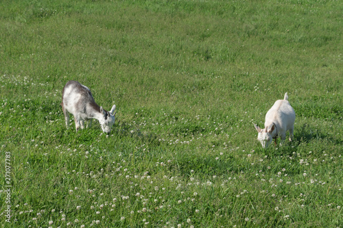 蔵王ハートランド zao heartland in miyagi japan photo