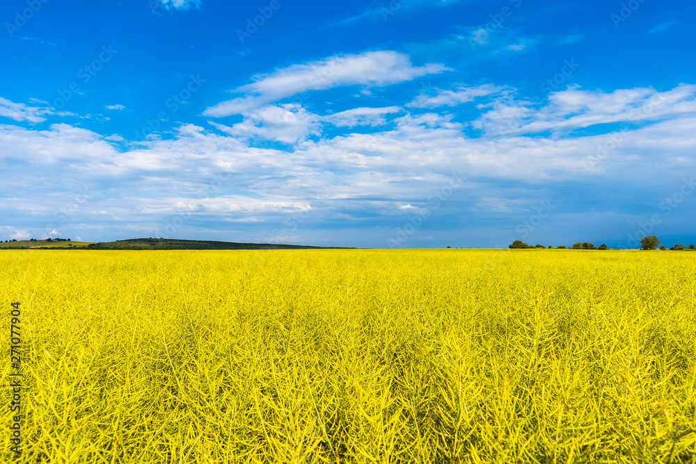 Field of Golden wheat under the blue sky and clouds Field of Golden wheat under the blue sky and clouds