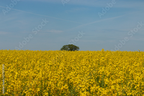Yellow rapeseed field in spring summer. Yellow small Rapeseed blossoms. Field of rapeseed. Canola.
