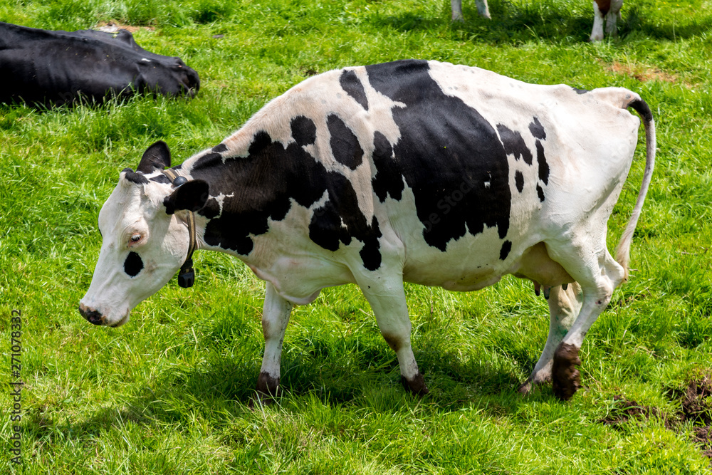 pregnant holstein cow in a muddy field