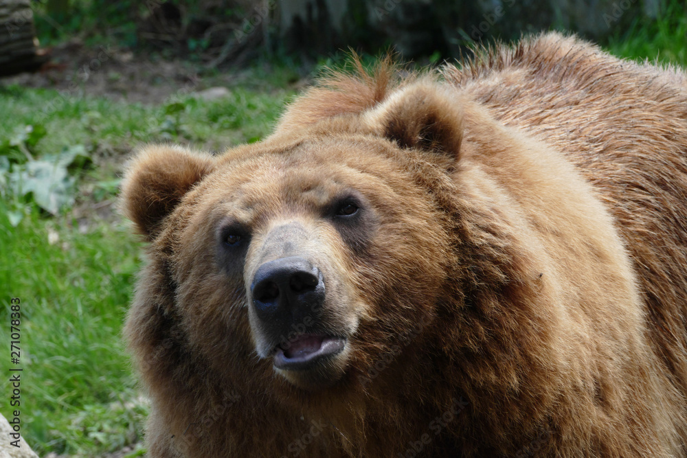 adult male grizzly