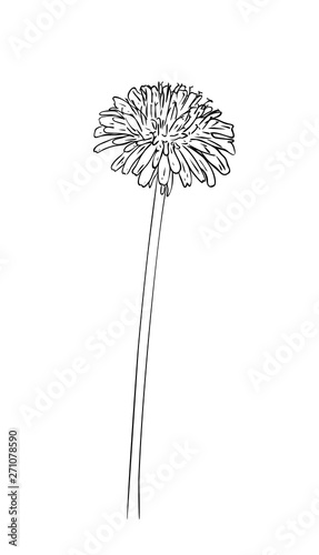 Vector illustration  isolated dandelion flower in black and white colors  outline hand painted drawing