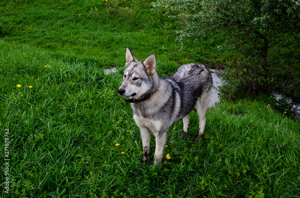 Portrait of a husky standing on the grass. Husky with a collar Portrait of a husky standing on the grass. Husky with a collar