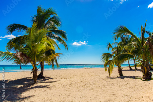 Coconut palm trees against blue sky and beautiful. Vacation holidays background wallpaper. View of nice tropical beach.