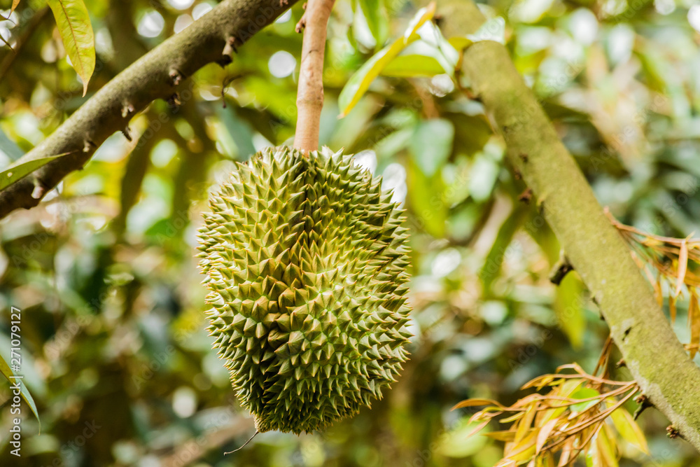 Fresh durian tropical fruit growing on durian tree plant in garden Fresh durian tropical fruit growing on durian tree plant in garden