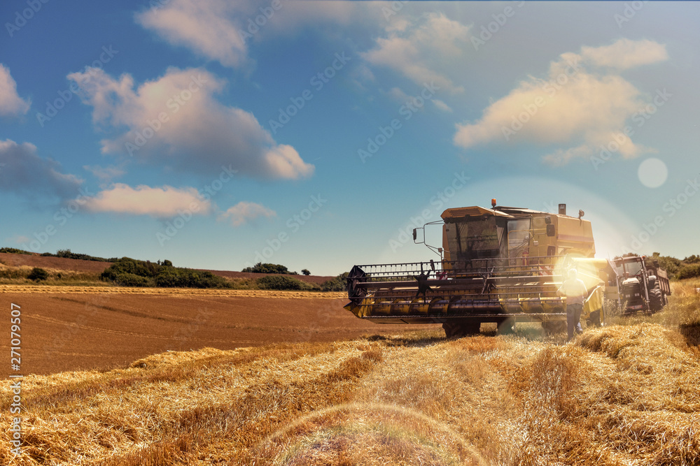 Obraz premium récolte des céréales sous la chaleur de l'été