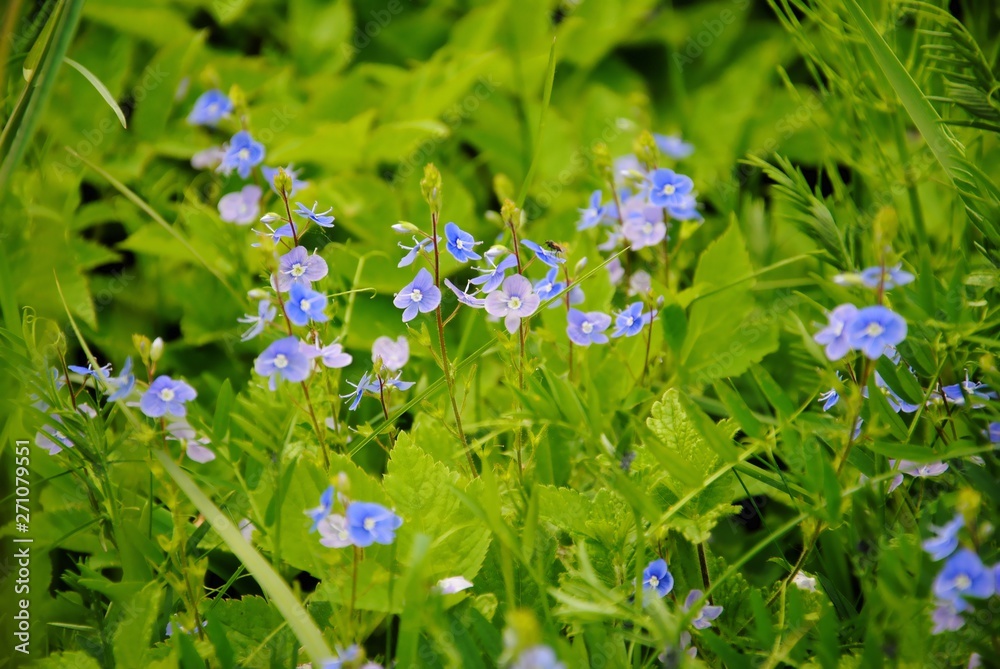 Blue flowers of the germander or bird's-eye speedwell or cat's eyes (Veronica chamaedrys) Blue flowers of the germander or bird's-eye speedwell or cat's eyes (Veronica chamaedrys)