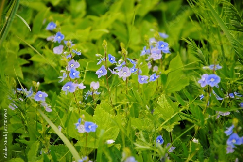 Blue flowers of the germander or bird's-eye speedwell or cat's eyes (Veronica chamaedrys)