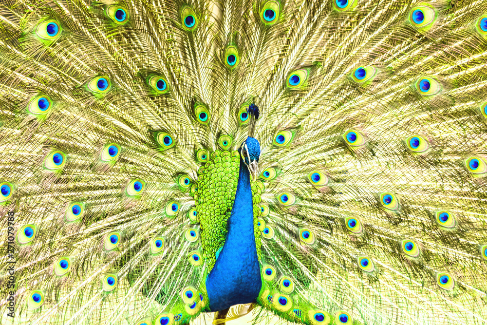 Naklejka premium Proud blue peacock showing beautiful feathers