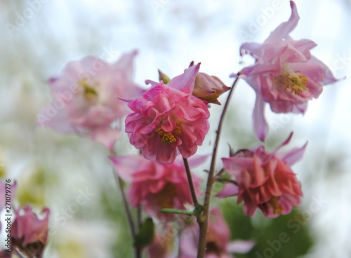 Close up of double pink flowers of granny’s bonnet or columbine (Aquilegia)