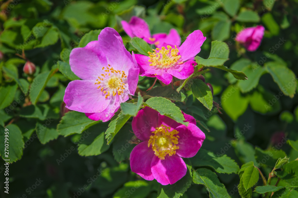 Blooming branches of wild rose on a blurred background. Beautiful pink wild rose flower with blurred green leaves and sun light on background.