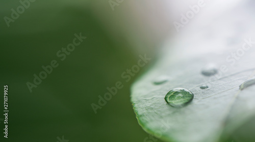 Green leaves pattern background, Natural background and wallpaper.Creative layout made of green leaf