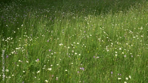 White and yellow Daisy flowers on green meadow moving in the wind. Meadow full of daisy flowers. Flowering of daisies Oxeye in summer.
