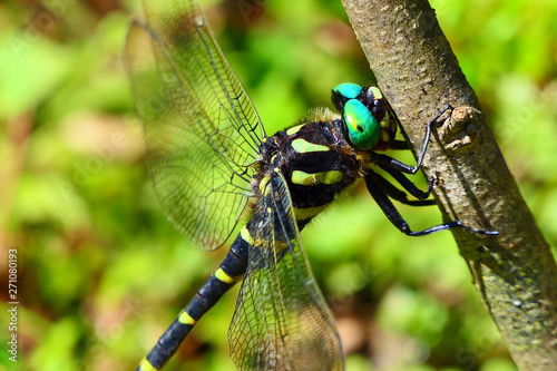 日本最大のトンボ、オニヤンマの複眼。釜石　岩手　日本。９月上旬。