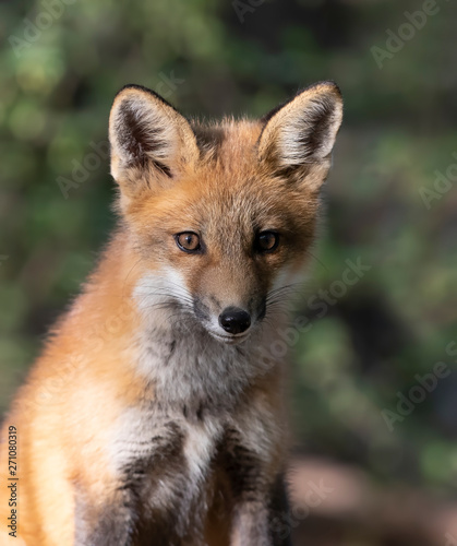 Red fox kit (Vulpes vulpes) standing by the den deep in the forest in early spring in Canada © Jim Cumming