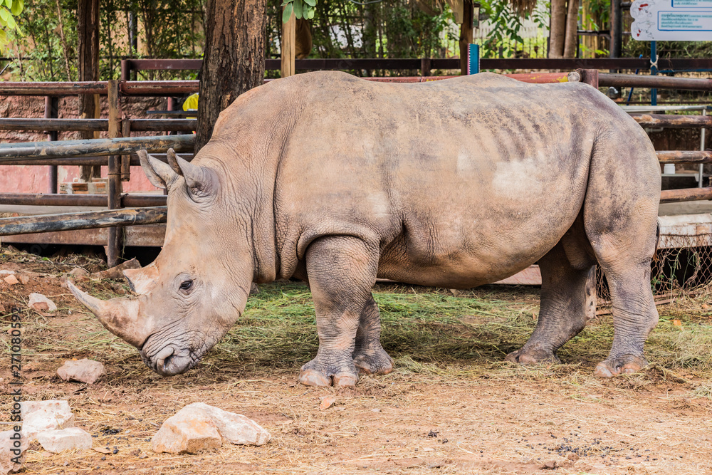Naklejka premium Big rhino in the zoo side view photo.