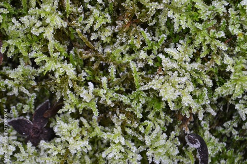 Closeup photograph of frost-covered moss.