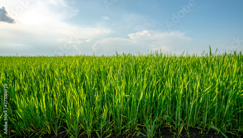 green field of grain crops against the blue sky with clouds illuminated by the rays of the sunset
