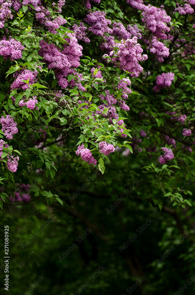 Obraz premium beautiful landscape with old lilac tree blossoming in the garden. Lilac trees under bright sun rays
