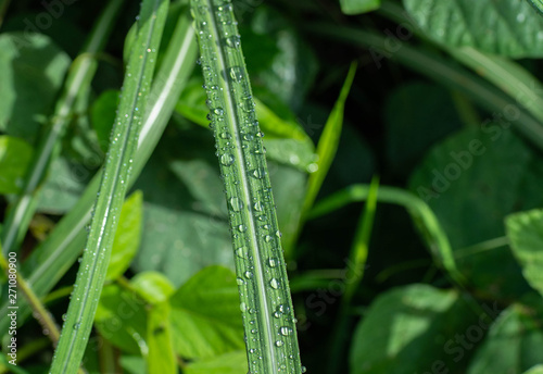 Water drops on the house leaves