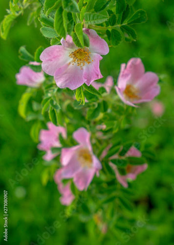 Bright pink flowers of wild rose on the background of green leaves