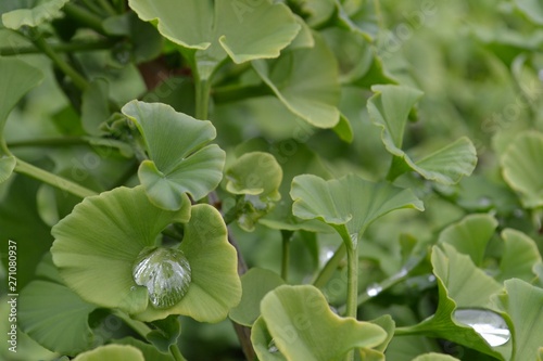 Closeup photograph of green  fresh Ginkgo Biloba leaves.