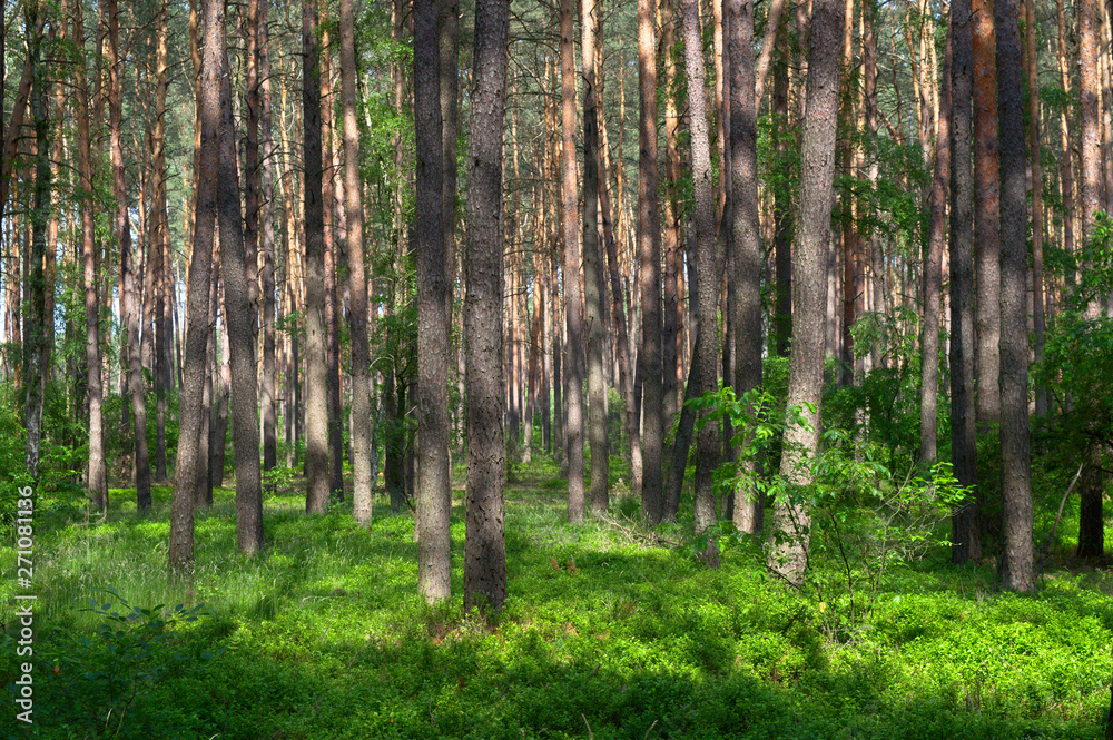 Naklejka premium Understory reinitiation stage in pine forest, Poland, Europe