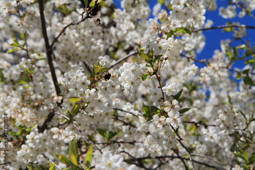 bee pollinates cherry flowers in spring