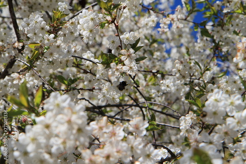bee pollinates cherry flowers in spring